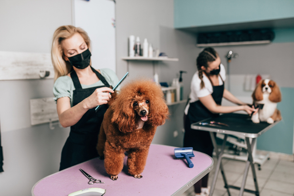 Banho e tosa profissional no Pet Shop Floquinho